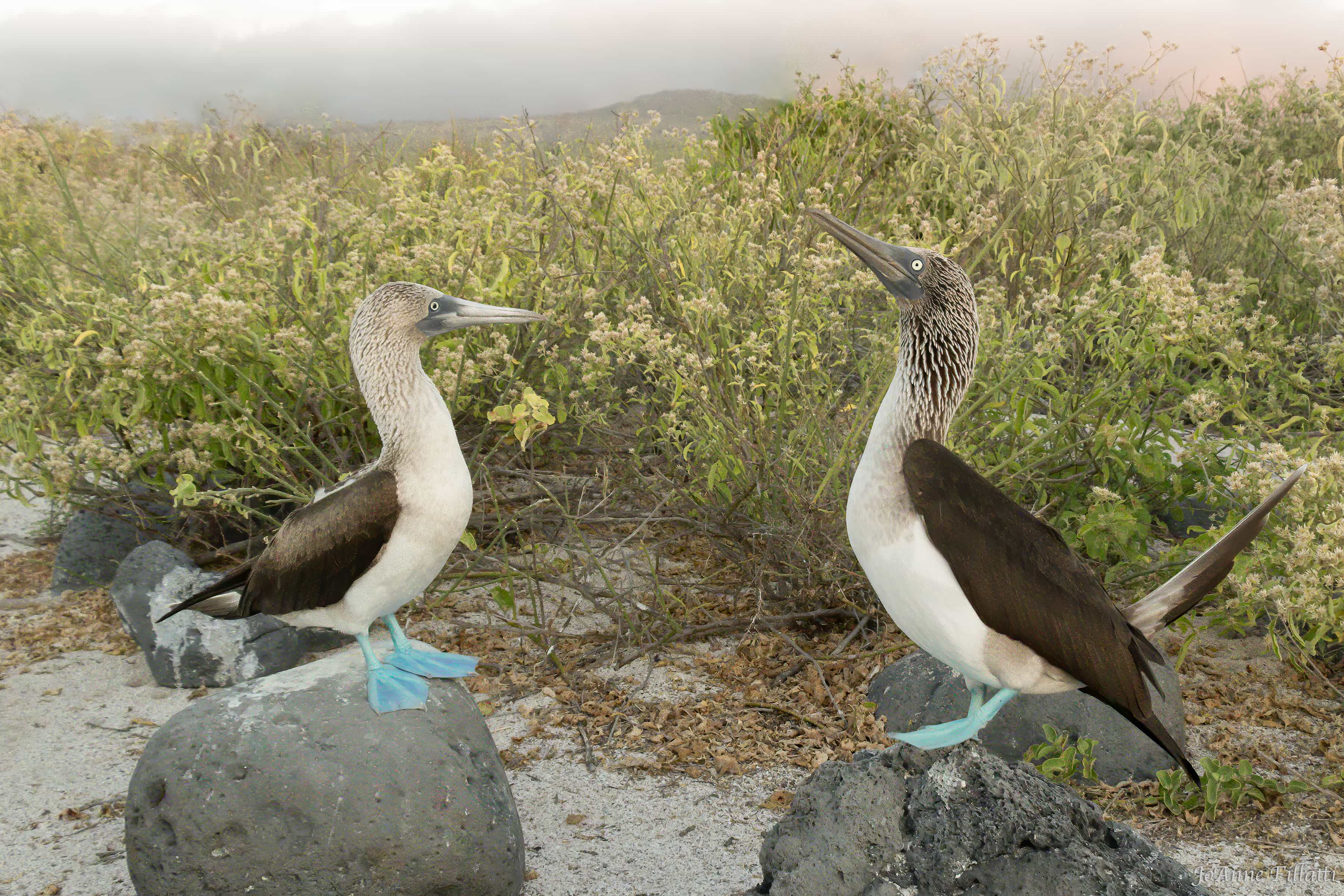 bird of galapagos image 28